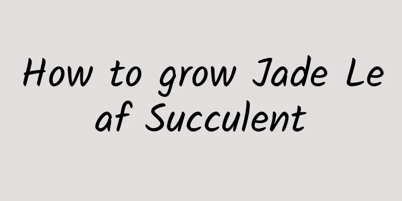 How to grow Jade Leaf Succulent