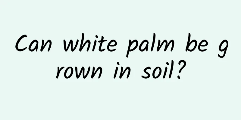Can white palm be grown in soil?