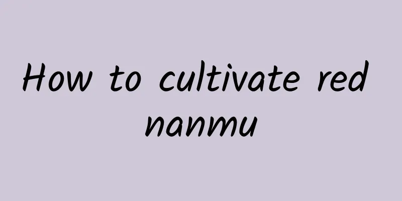 How to cultivate red nanmu