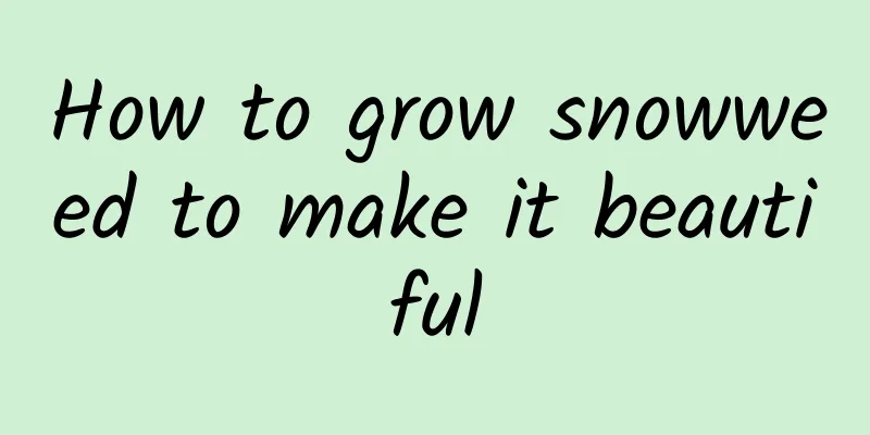How to grow snowweed to make it beautiful