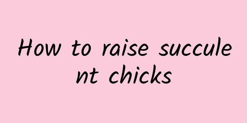 How to raise succulent chicks