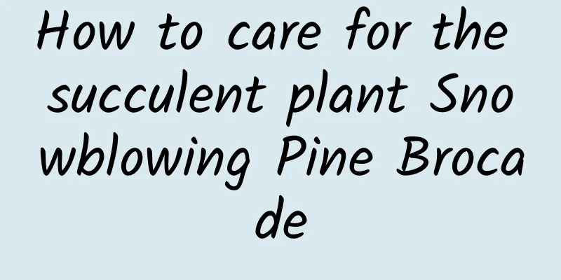 How to care for the succulent plant Snowblowing Pine Brocade