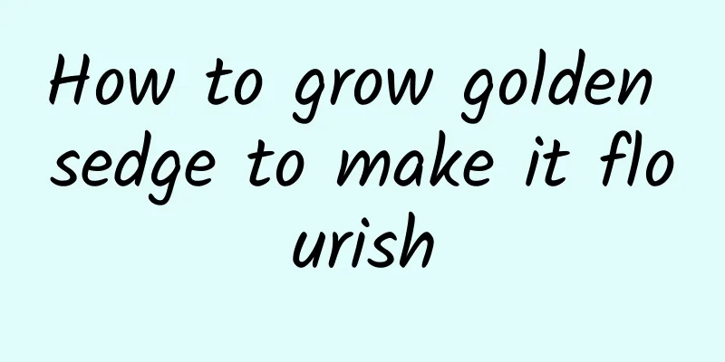 How to grow golden sedge to make it flourish