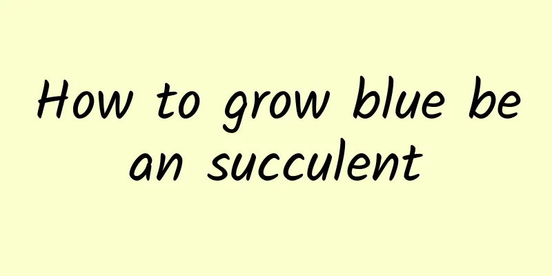 How to grow blue bean succulent