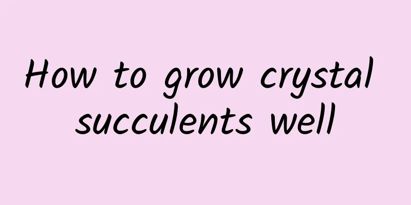 How to grow crystal succulents well