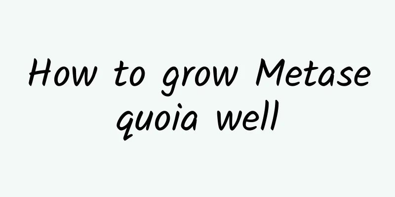 How to grow Metasequoia well