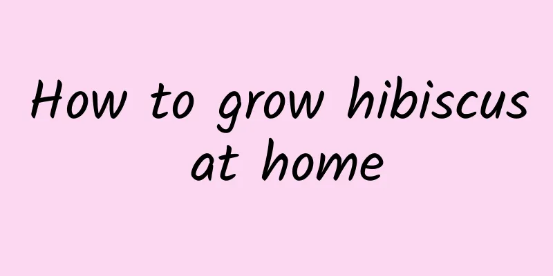 How to grow hibiscus at home