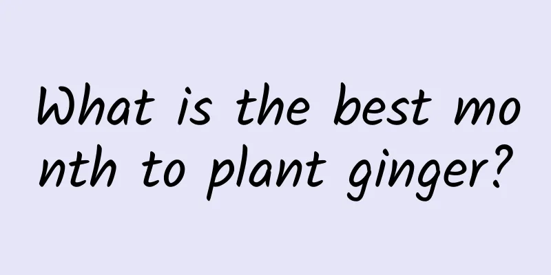 What is the best month to plant ginger?