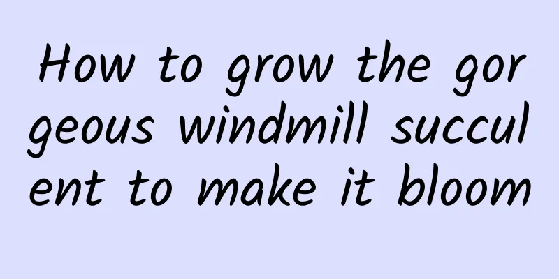How to grow the gorgeous windmill succulent to make it bloom