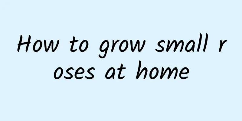 How to grow small roses at home