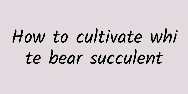 How to cultivate white bear succulent
