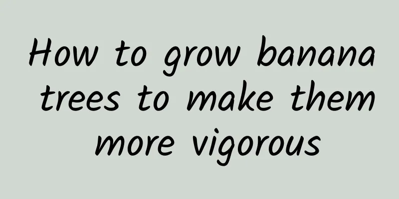 How to grow banana trees to make them more vigorous