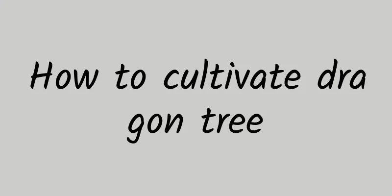 How to cultivate dragon tree