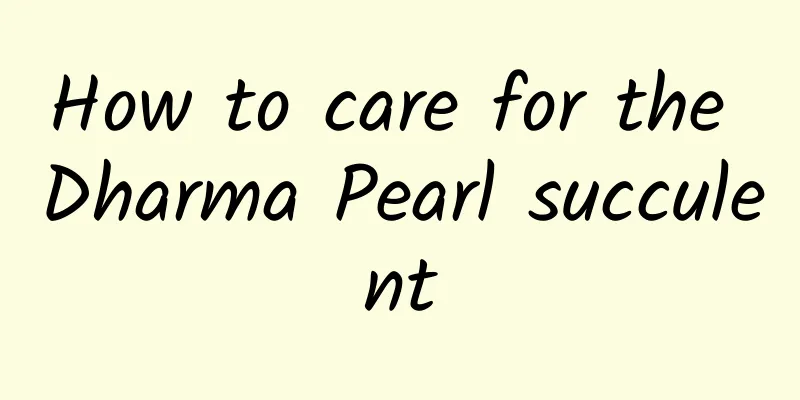How to care for the Dharma Pearl succulent
