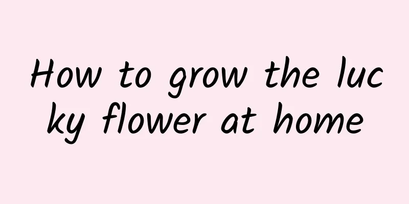 How to grow the lucky flower at home