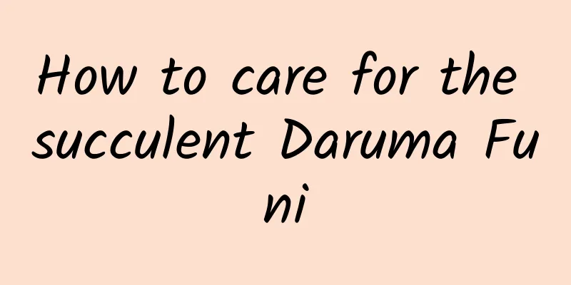How to care for the succulent Daruma Funi