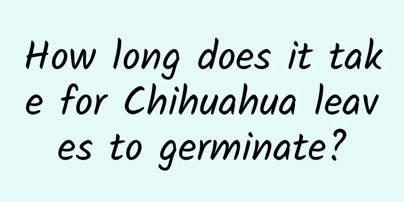 How long does it take for Chihuahua leaves to germinate?