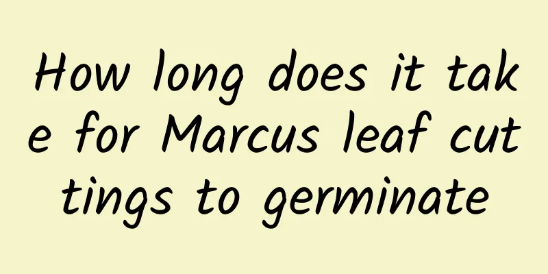 How long does it take for Marcus leaf cuttings to germinate