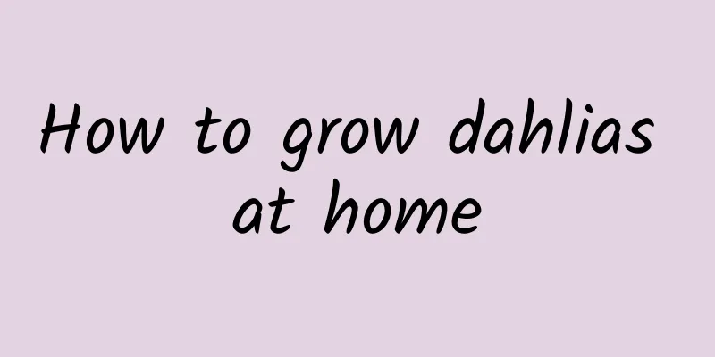 How to grow dahlias at home