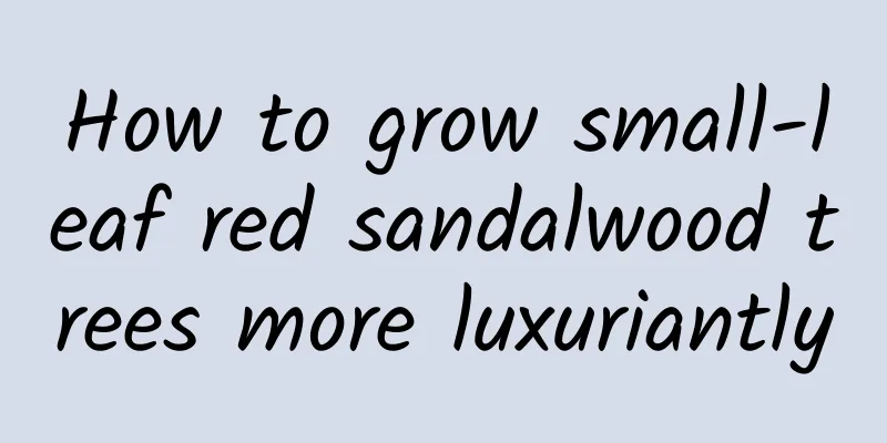 How to grow small-leaf red sandalwood trees more luxuriantly