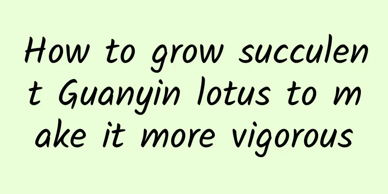 How to grow succulent Guanyin lotus to make it more vigorous