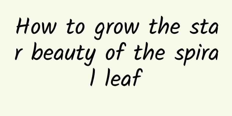 How to grow the star beauty of the spiral leaf