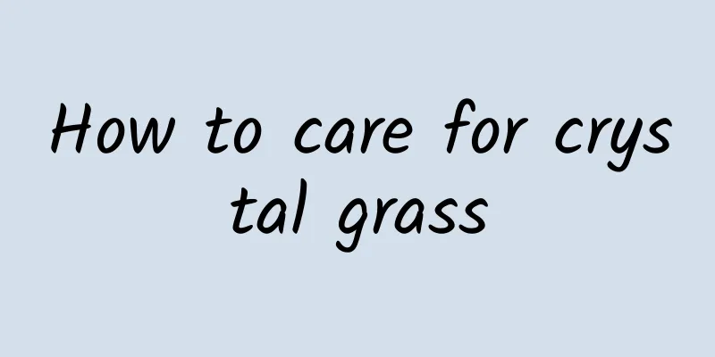 How to care for crystal grass
