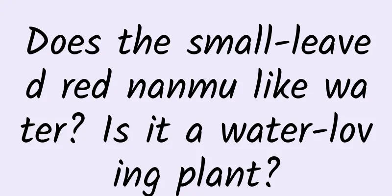 Does the small-leaved red nanmu like water? Is it a water-loving plant?