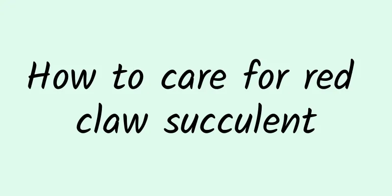 How to care for red claw succulent