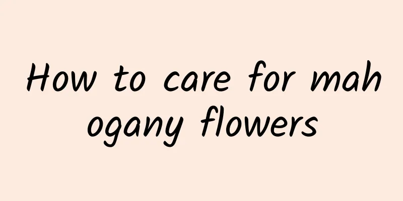 How to care for mahogany flowers