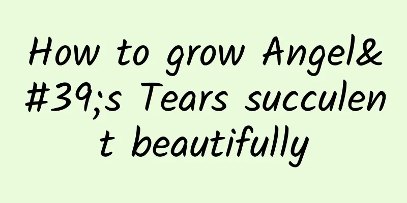 How to grow Angel's Tears succulent beautifully