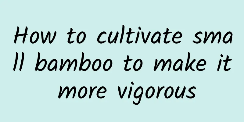 How to cultivate small bamboo to make it more vigorous