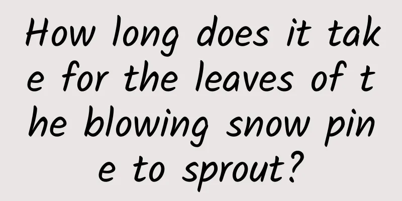 How long does it take for the leaves of the blowing snow pine to sprout?