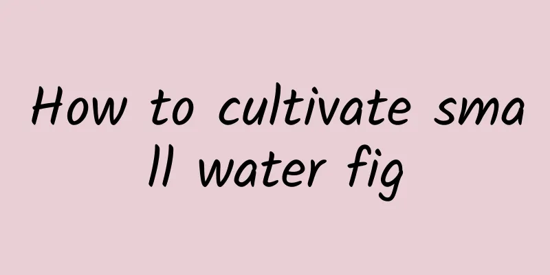 How to cultivate small water fig