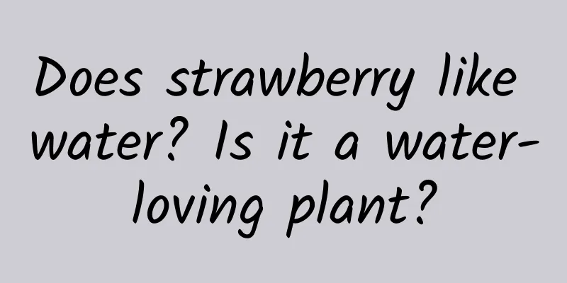 Does strawberry like water? Is it a water-loving plant?