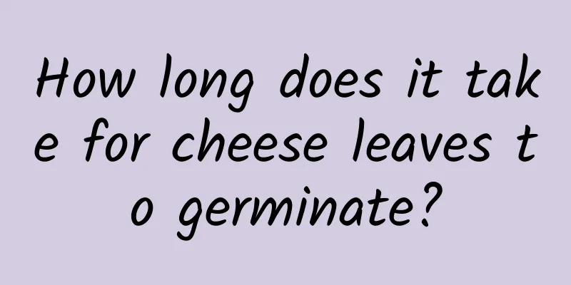 How long does it take for cheese leaves to germinate?