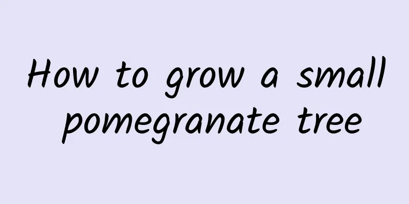 How to grow a small pomegranate tree