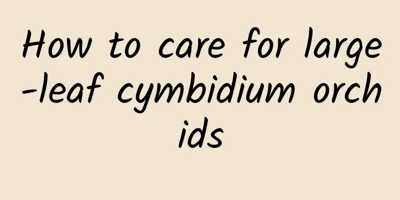 How to care for large-leaf cymbidium orchids