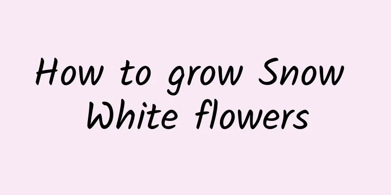 How to grow Snow White flowers