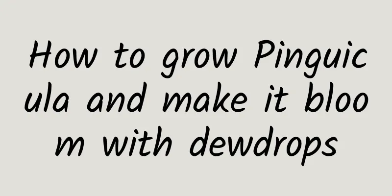 How to grow Pinguicula and make it bloom with dewdrops