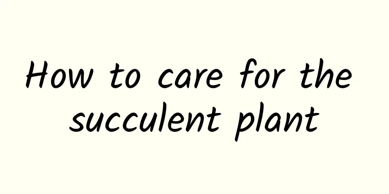 How to care for the succulent plant