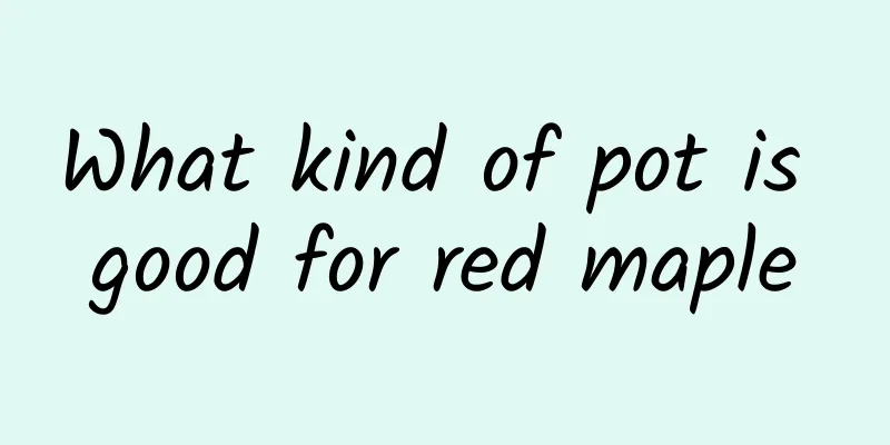 What kind of pot is good for red maple