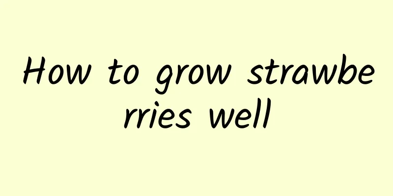 How to grow strawberries well