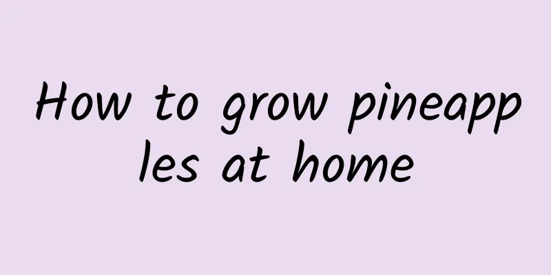 How to grow pineapples at home