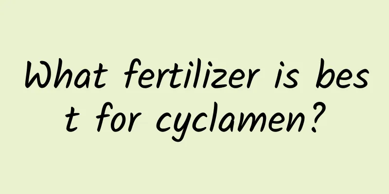 What fertilizer is best for cyclamen?