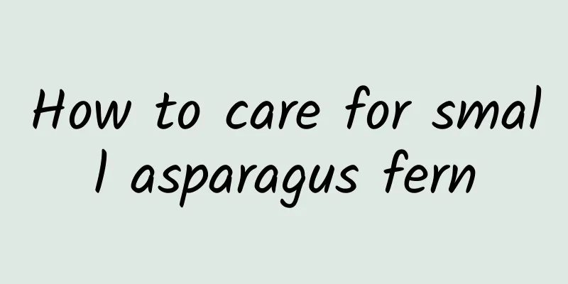 How to care for small asparagus fern