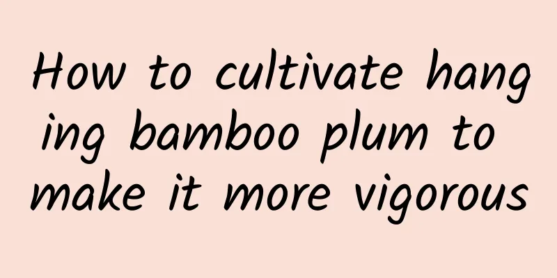 How to cultivate hanging bamboo plum to make it more vigorous