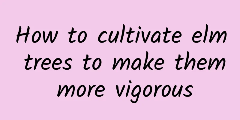 How to cultivate elm trees to make them more vigorous