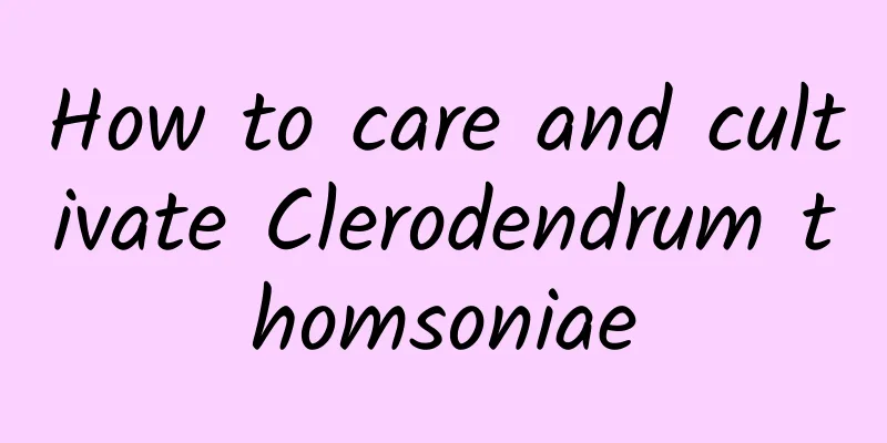 How to care and cultivate Clerodendrum thomsoniae