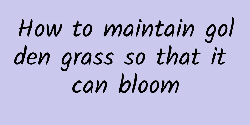 How to maintain golden grass so that it can bloom